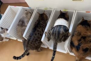 愛猫たちのごはんタイム、斬新な食べ方をする猫の姿に7.5万件ものいいね