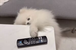 リモコンが大好きなポメラニアン！飼い主に“ちょうだい”とお願いするポーズが「かわいすぎる」と話題