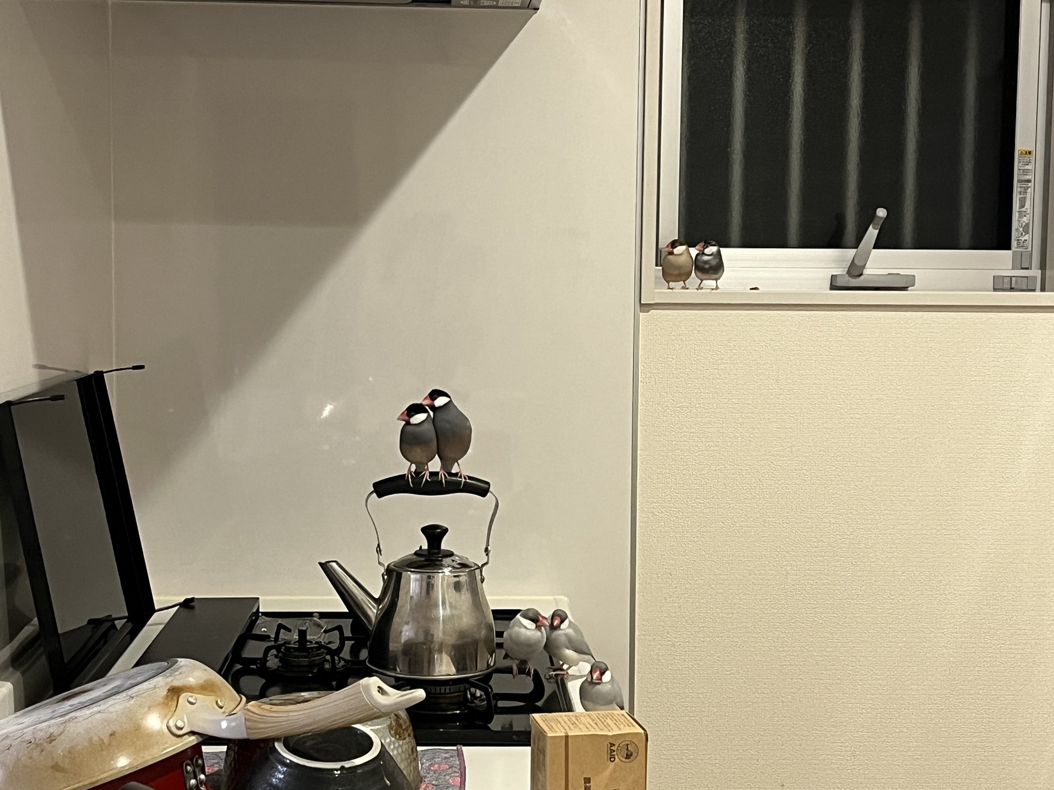 キッチンにいる文鳥の写真