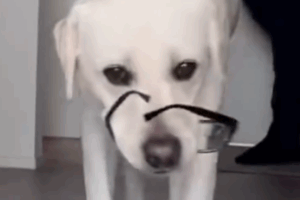 終わらない追いかけっこ！ごきげんなメガネ泥棒の正体とは…？