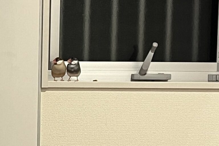 7羽の文鳥がキッチンを占拠!?置物みたいにたたずむ姿に5.4万いいねと「かわいいがすぎる」「仲睦まじい」の声