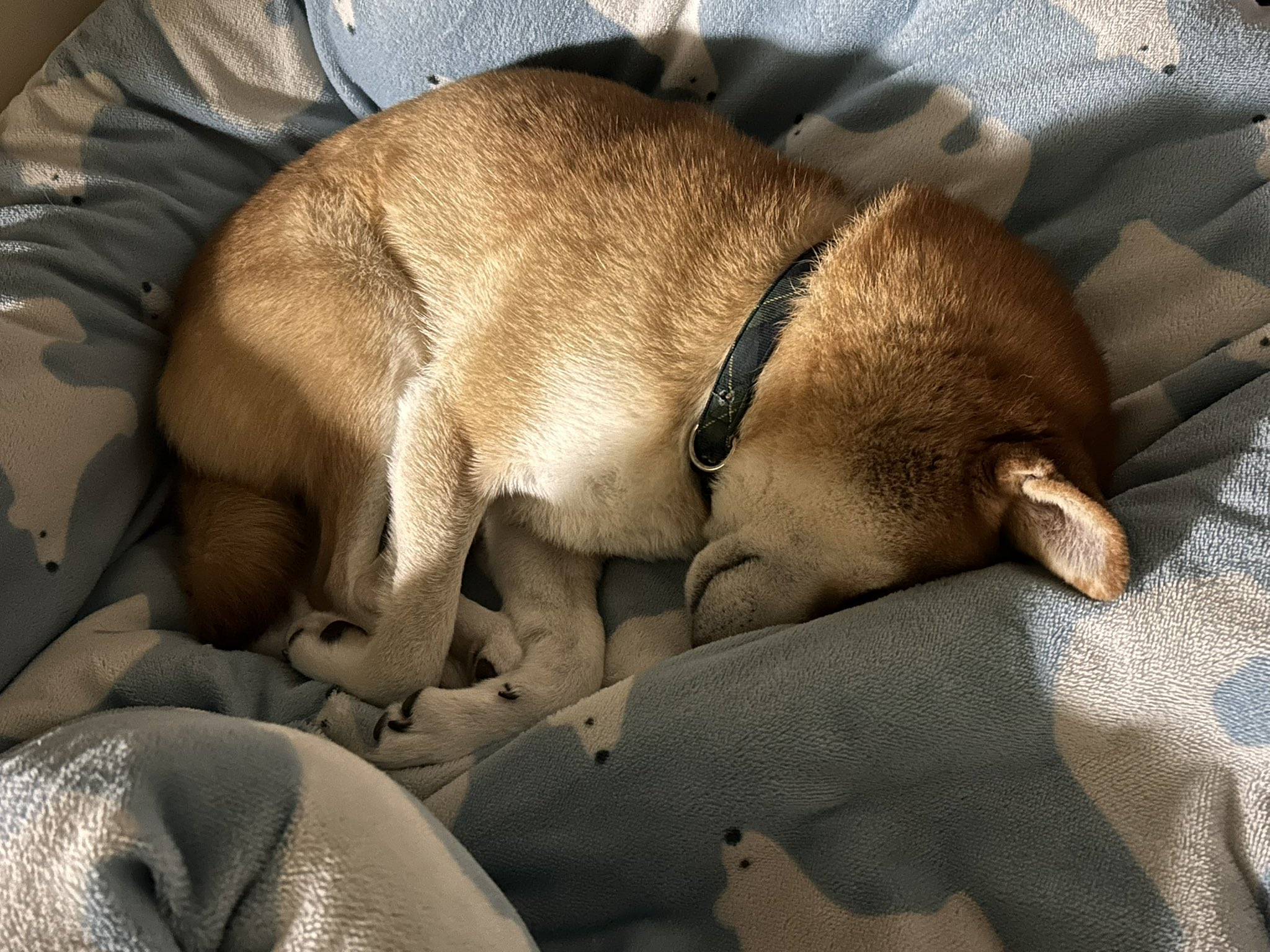 朝まで寝ていたときのこむぎくん