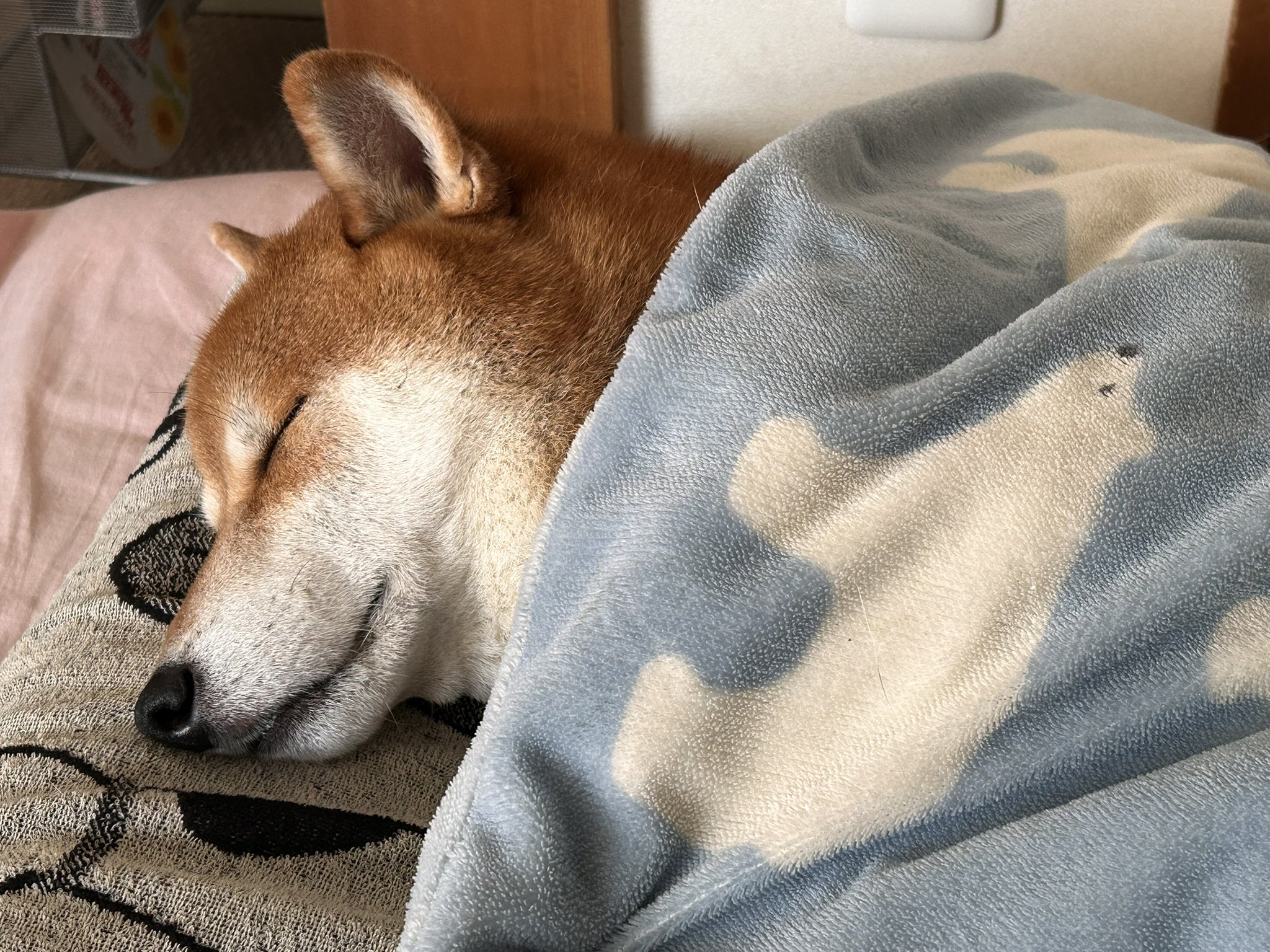まるで人間のように眠るこむぎくん