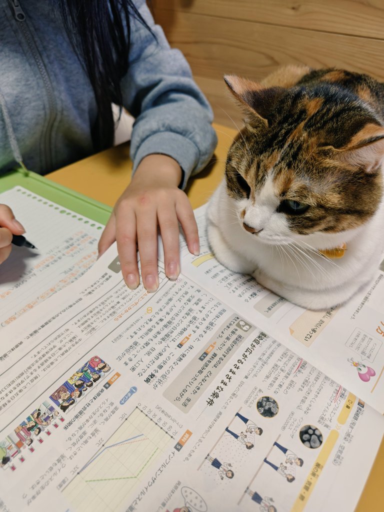 期末テスト勉強をする娘さんとテンちゃん