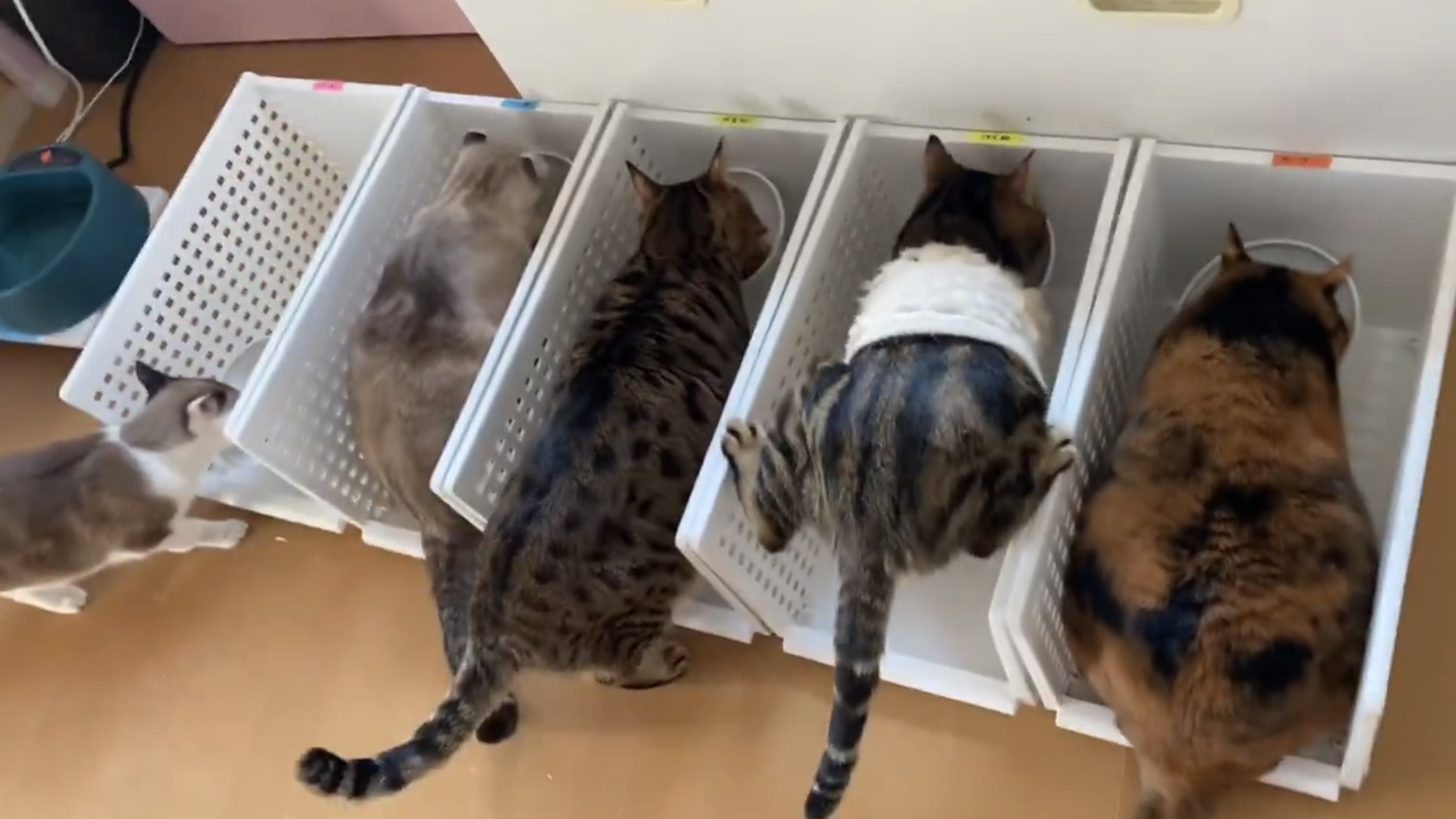 べじたりあん。さんの動画