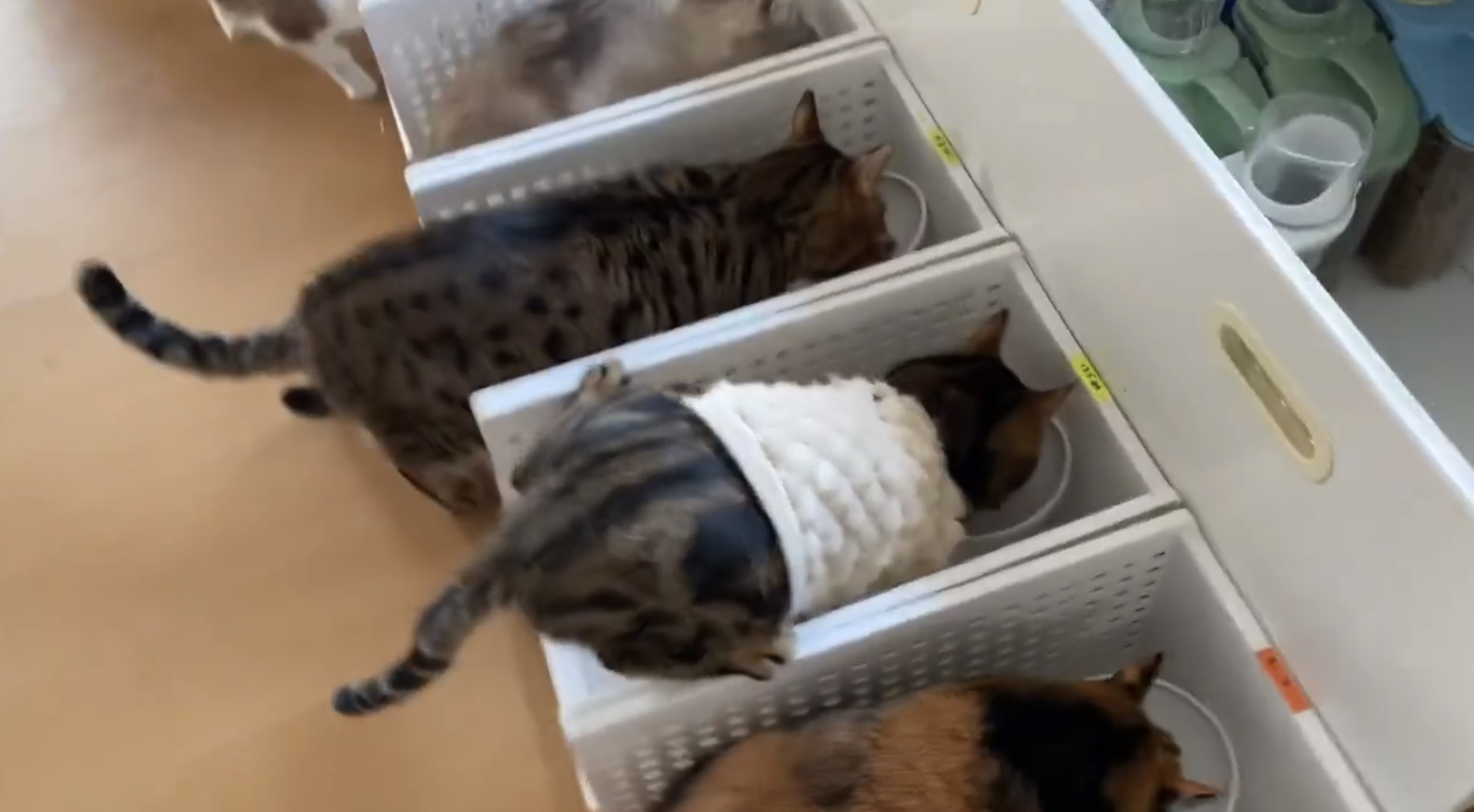 べじたりあん。さんの動画