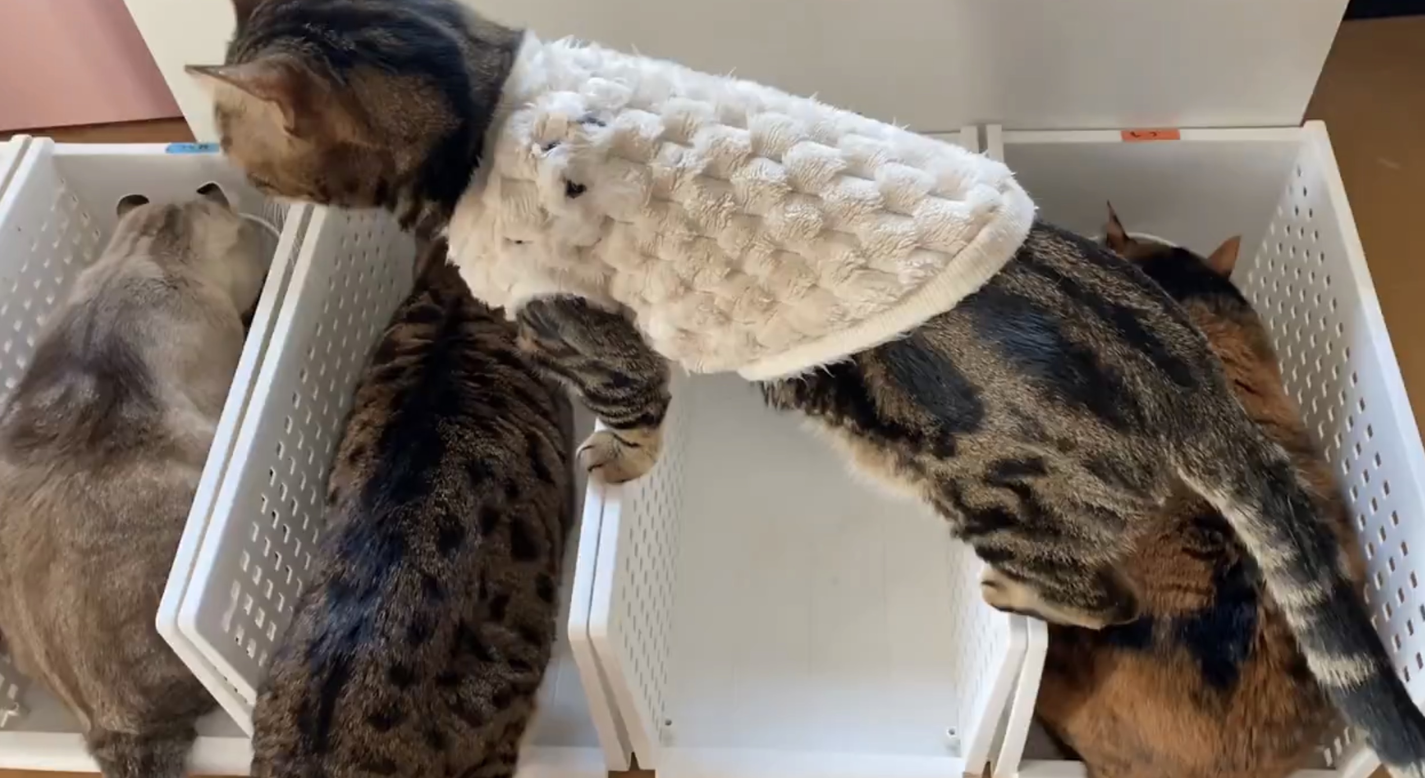 べじたりあん。さんの動画