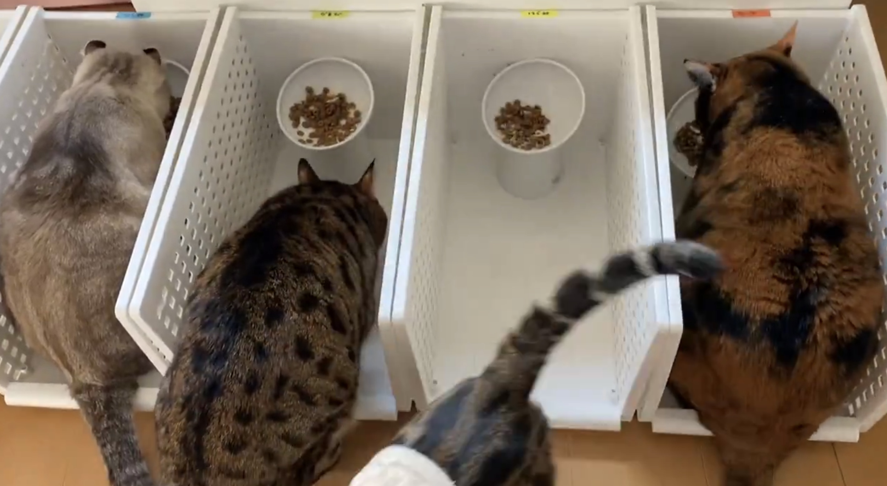 べじたりあん。さんの動画