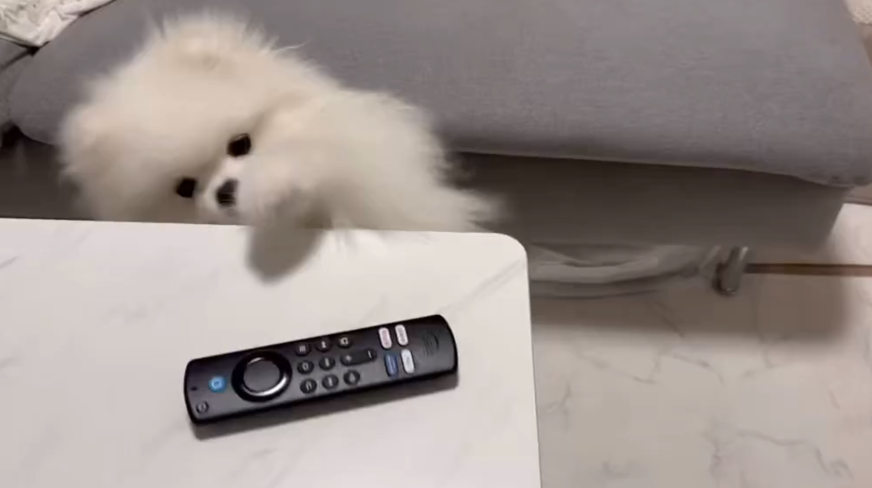 くま太くんの動画