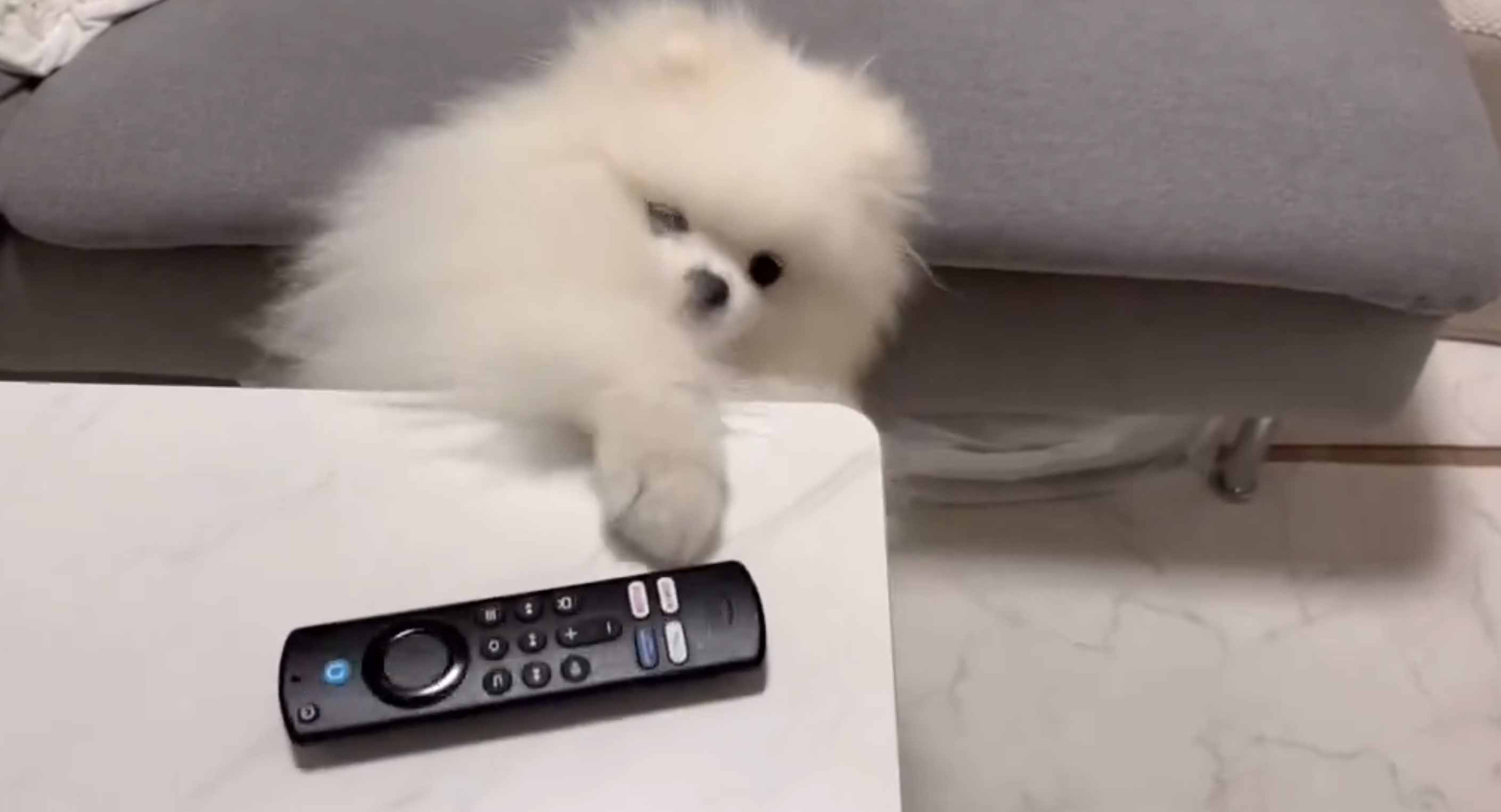 くま太くんの動画