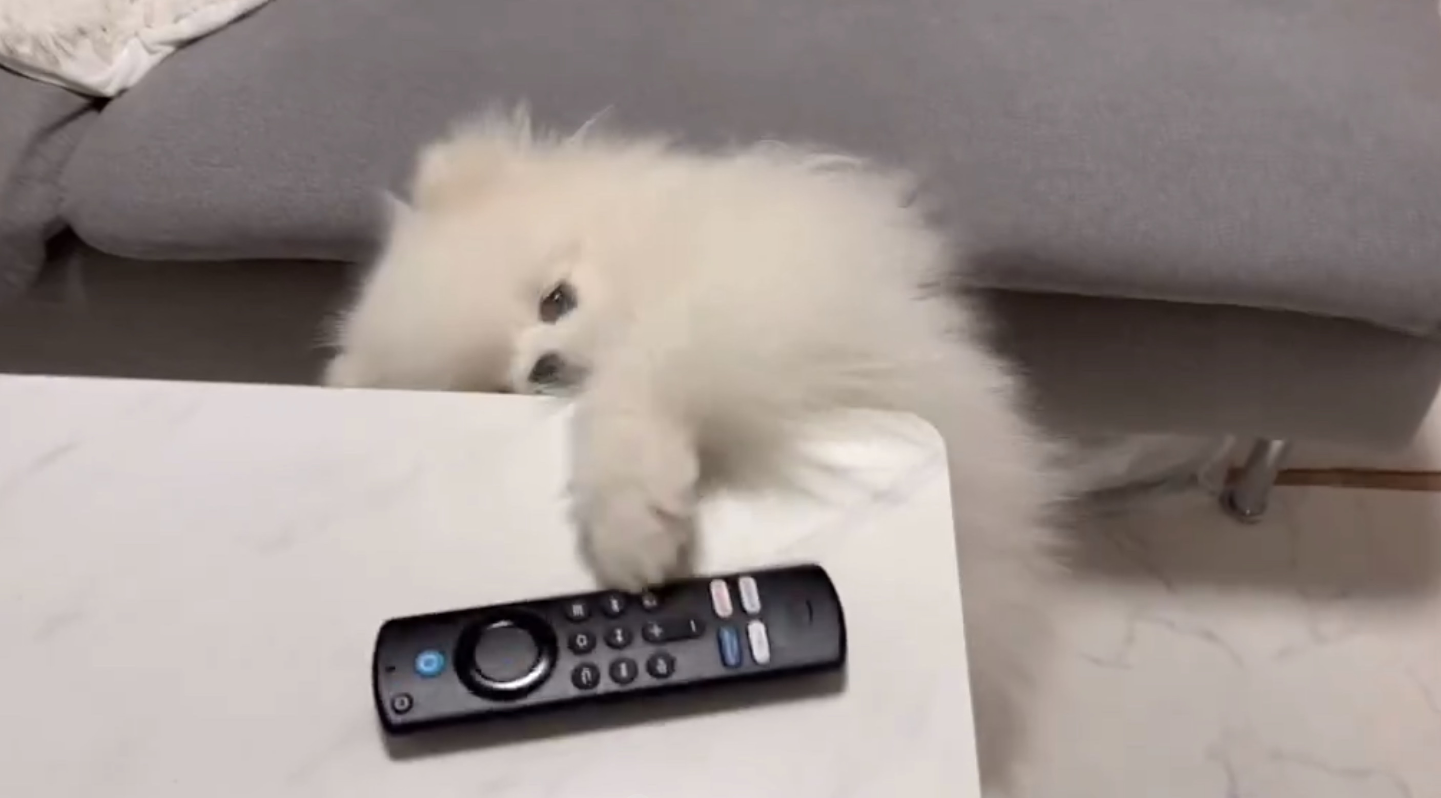 くま太くんの動画