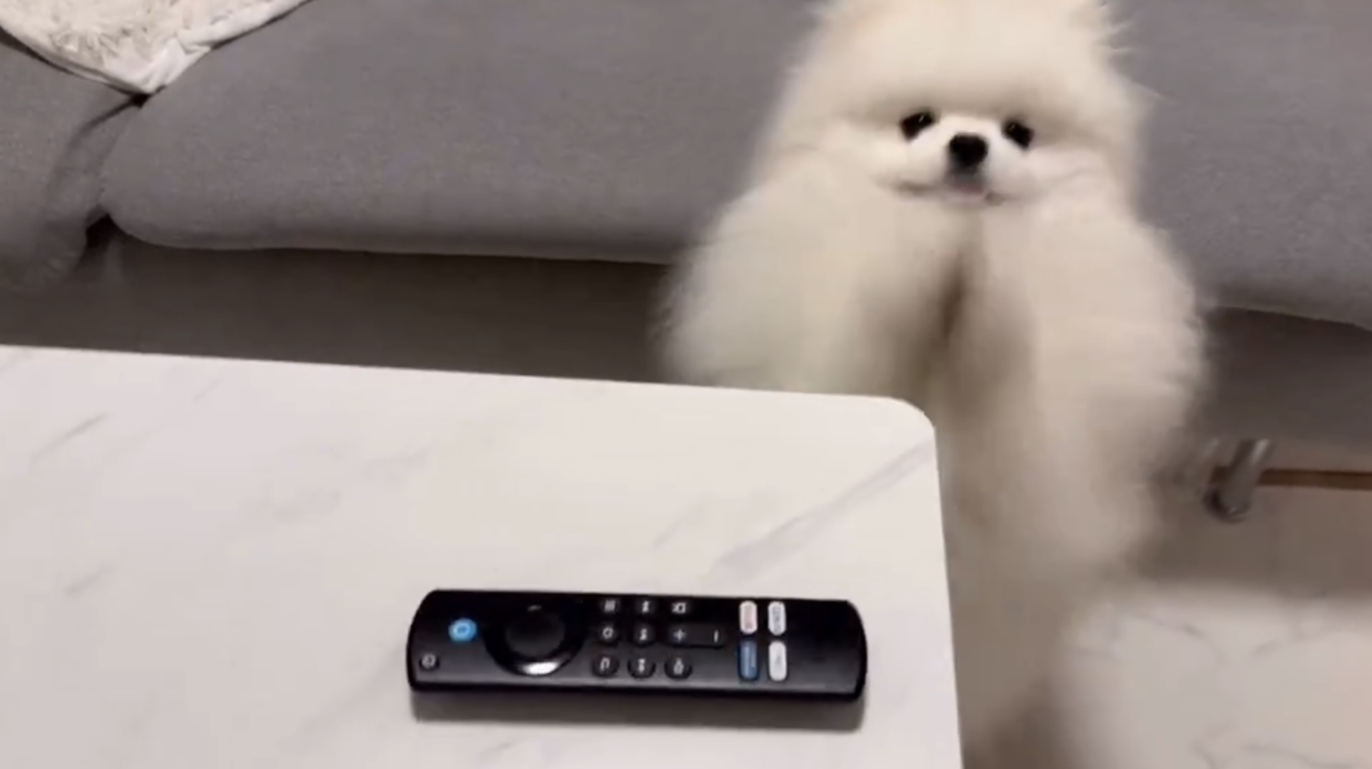 くま太くんの動画