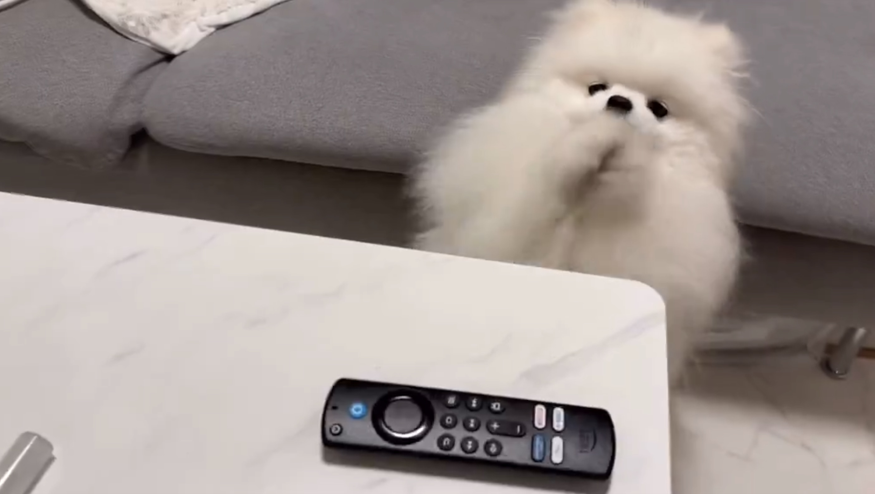 くま太くんの動画