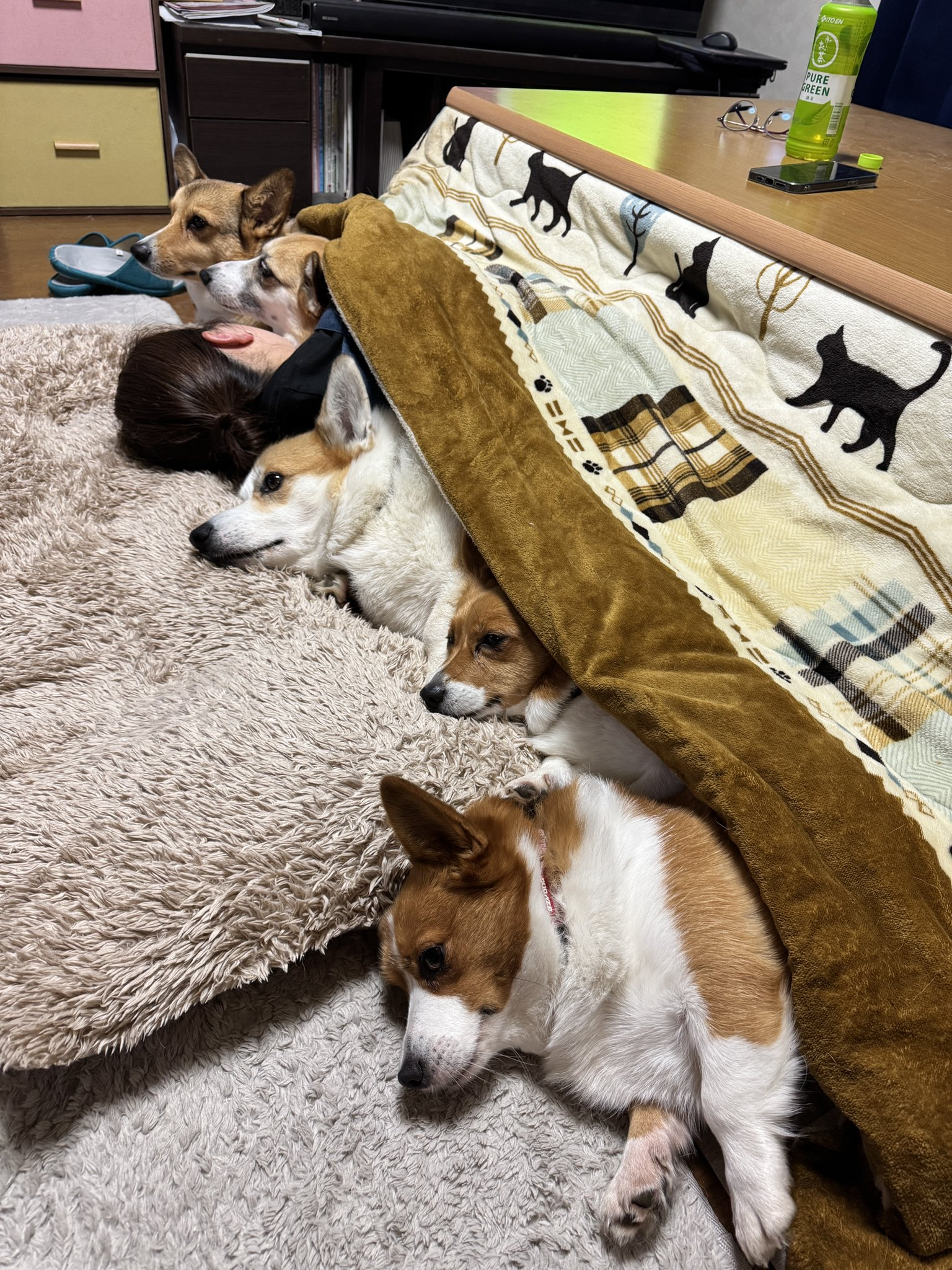 こたつでくつろぐママさんと看板犬