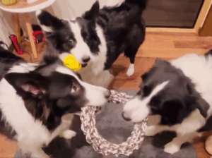 「もう遊べない」悟った犬の行動がかわいかった！残念そうにおもちゃを置くボーダーコリーが「賢い」と話題