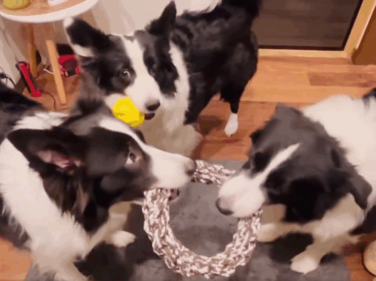 「もう遊べない」悟った犬の行動がかわいかった！残念そうにおもちゃを置くボーダーコリーが「賢い」と話題