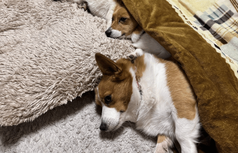 こたつでダメになる人間と犬。一緒にくつろぐ5匹の姿に「幸せ空間」の声