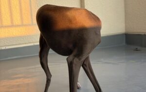 後ろを向くイタリアングレーハウンドがまるで”最新犬型ロボット”！「怖い」「美しい」と5.6万人が驚愕