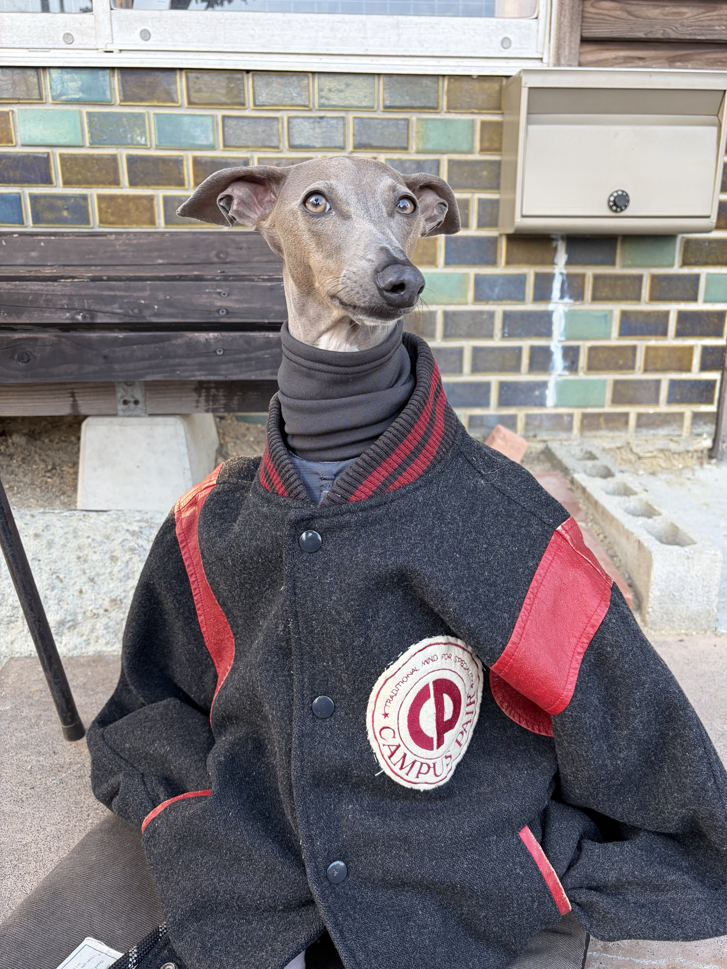 人間の服を着るプットくん