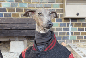 人間の服を完璧に着こなすスタイリッシュなわんこに絶賛の声