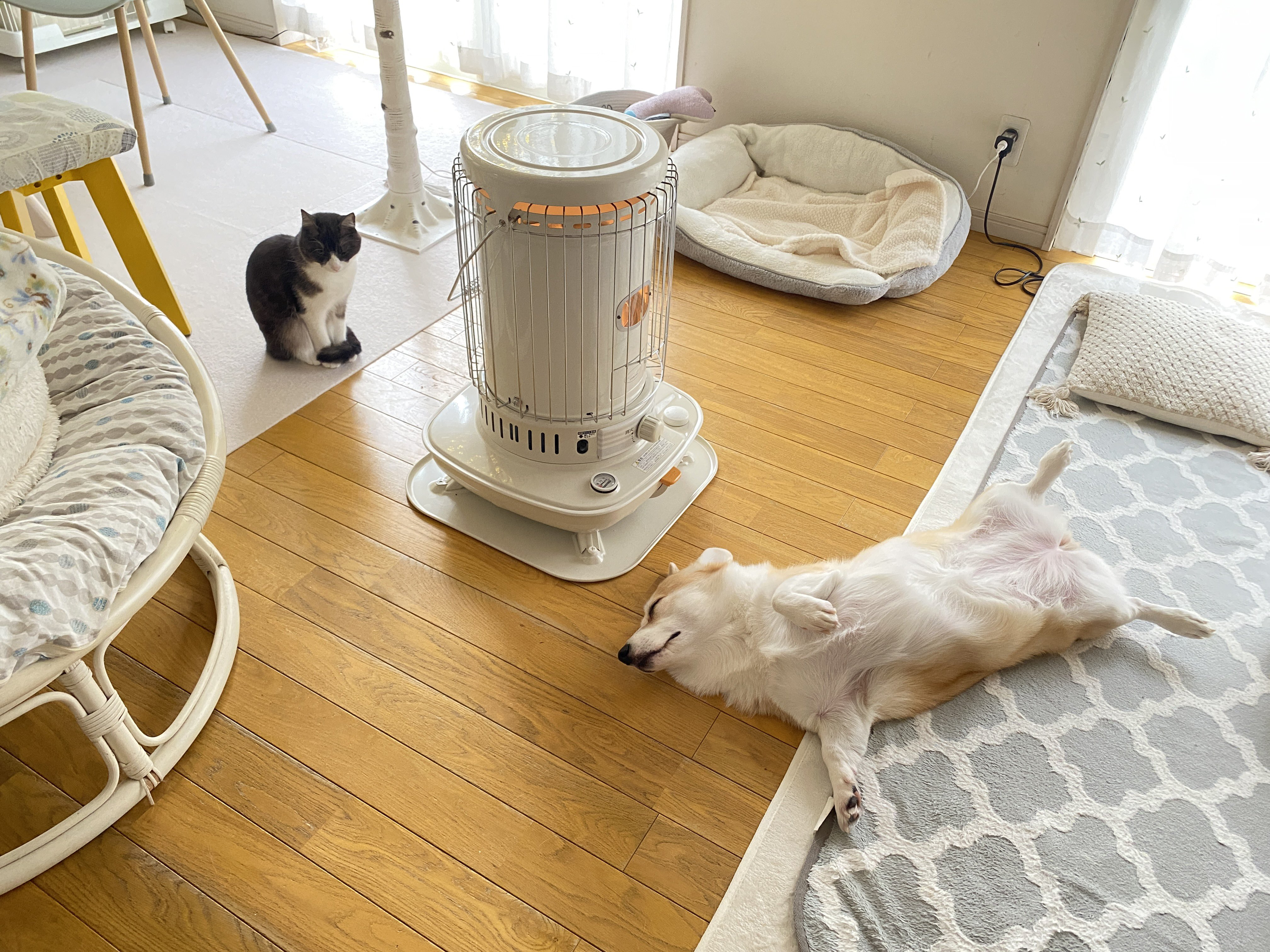 ストーブの前で暖まる二匹