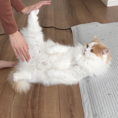 爪切りに抵抗するレモンくん