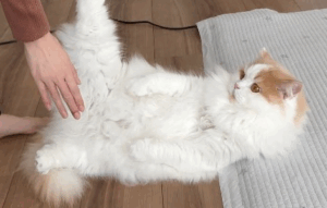 爪切りが苦手な猫が必死に抵抗する姿にかわいいの声の嵐