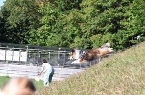 坂をものすごい勢いで下る元気なシェルティ。スピード感あふれる走りに2.1万件のいいね集まる