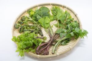 じつは避けたほうがいいかも？野菜のプロが教える山菜のもったいない食べかた