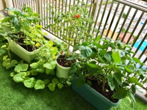 ベランダに小さな「ご褒美」を。心と食卓がふんわり潤う、お手軽“家庭菜園”