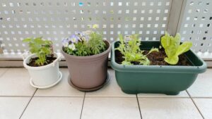 庭がなくても大丈夫！初心者でも大収穫できる「プランター菜園」のコツ
