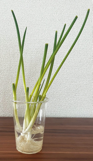 小ネギ