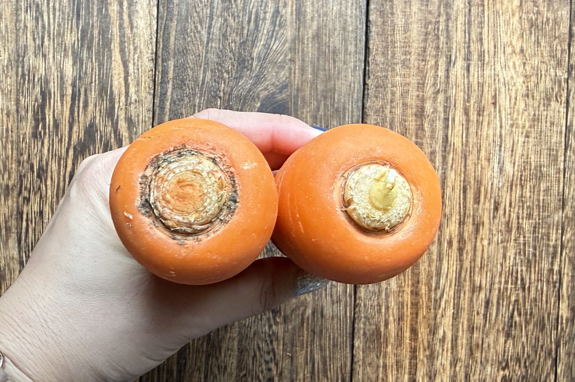 人参の芯の太さ比べ