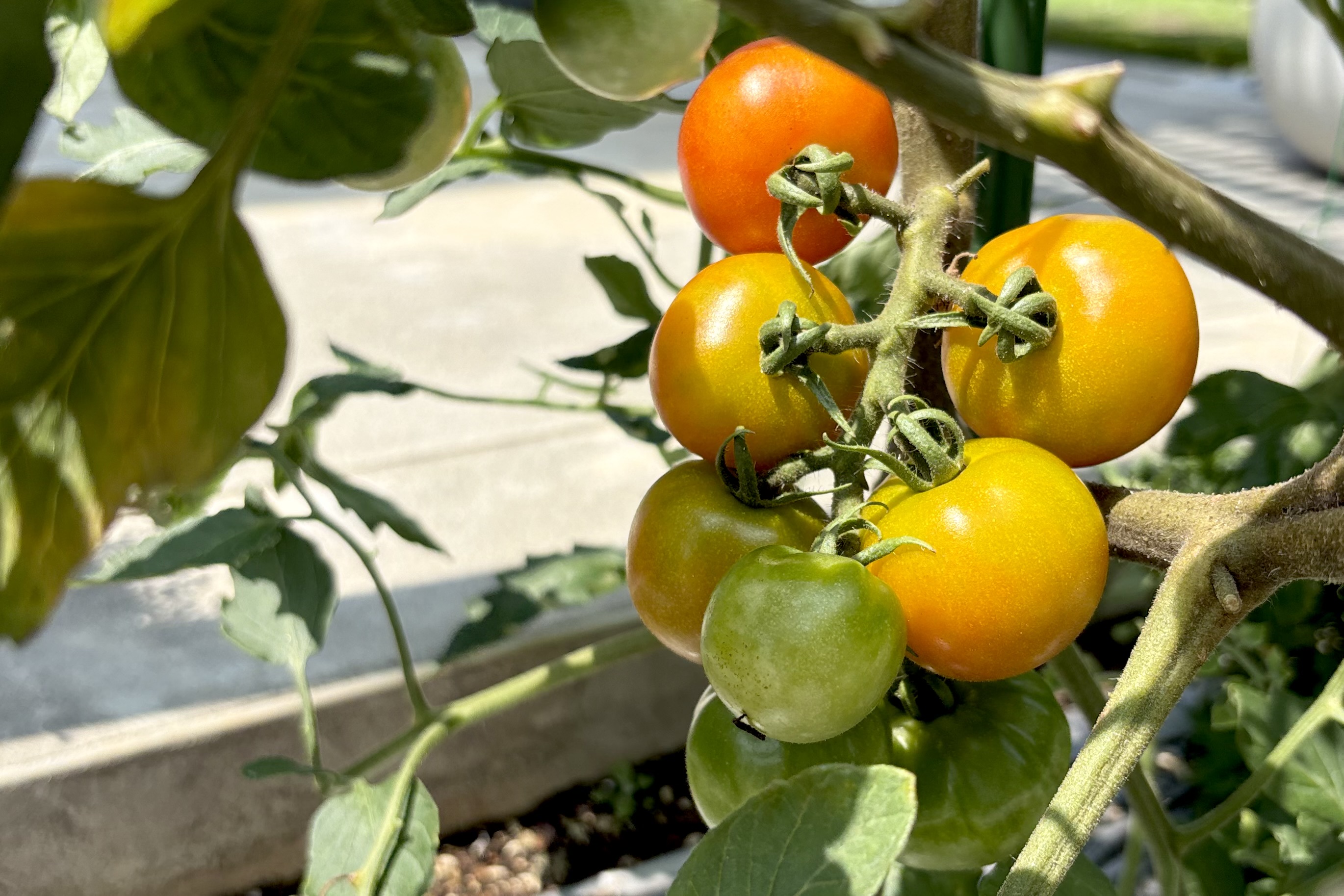 夏野菜の代表といえばトマト!