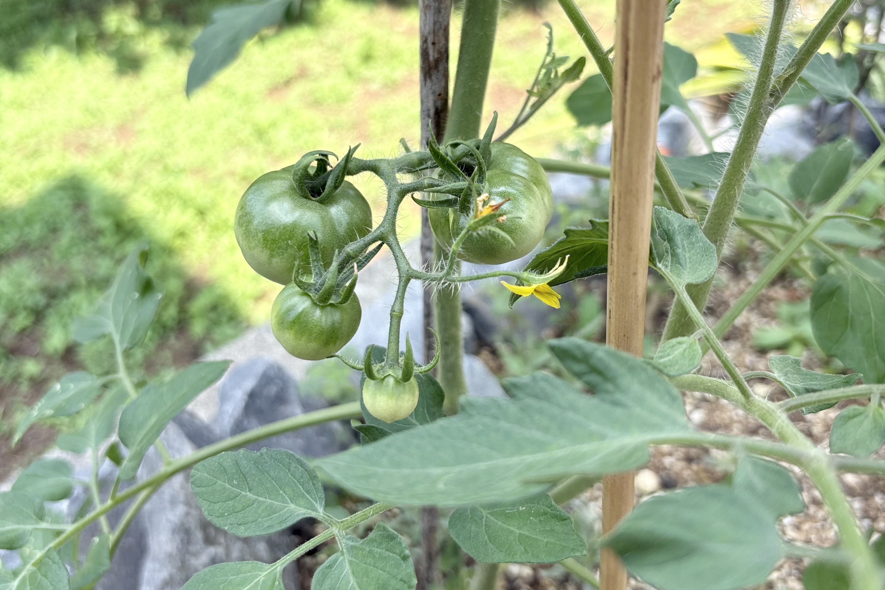 夏野菜の代表といえばトマト！