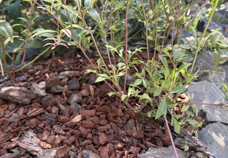 【夏のガーデニング】真夏の植物を守る「マルチング」のメリットと選び方