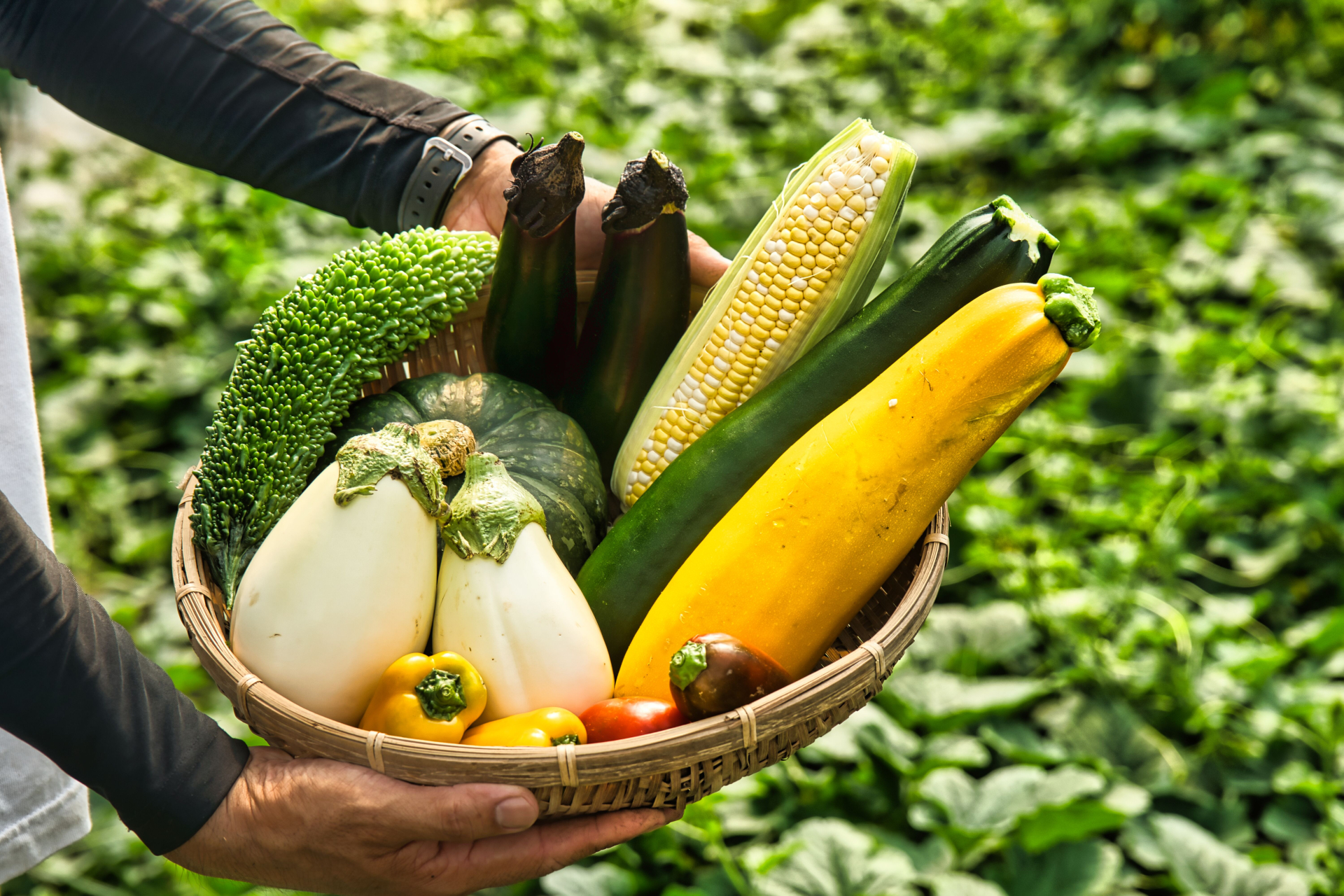 夏野菜の収穫