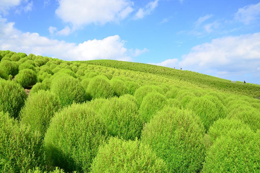 国営ひたち海浜公園