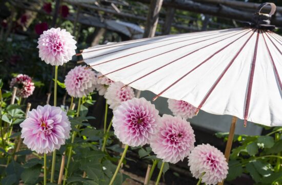上野東照宮ぼたん苑 特別祭典 ダリア綾なす秋の園