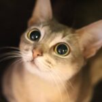 ねこやま大吉