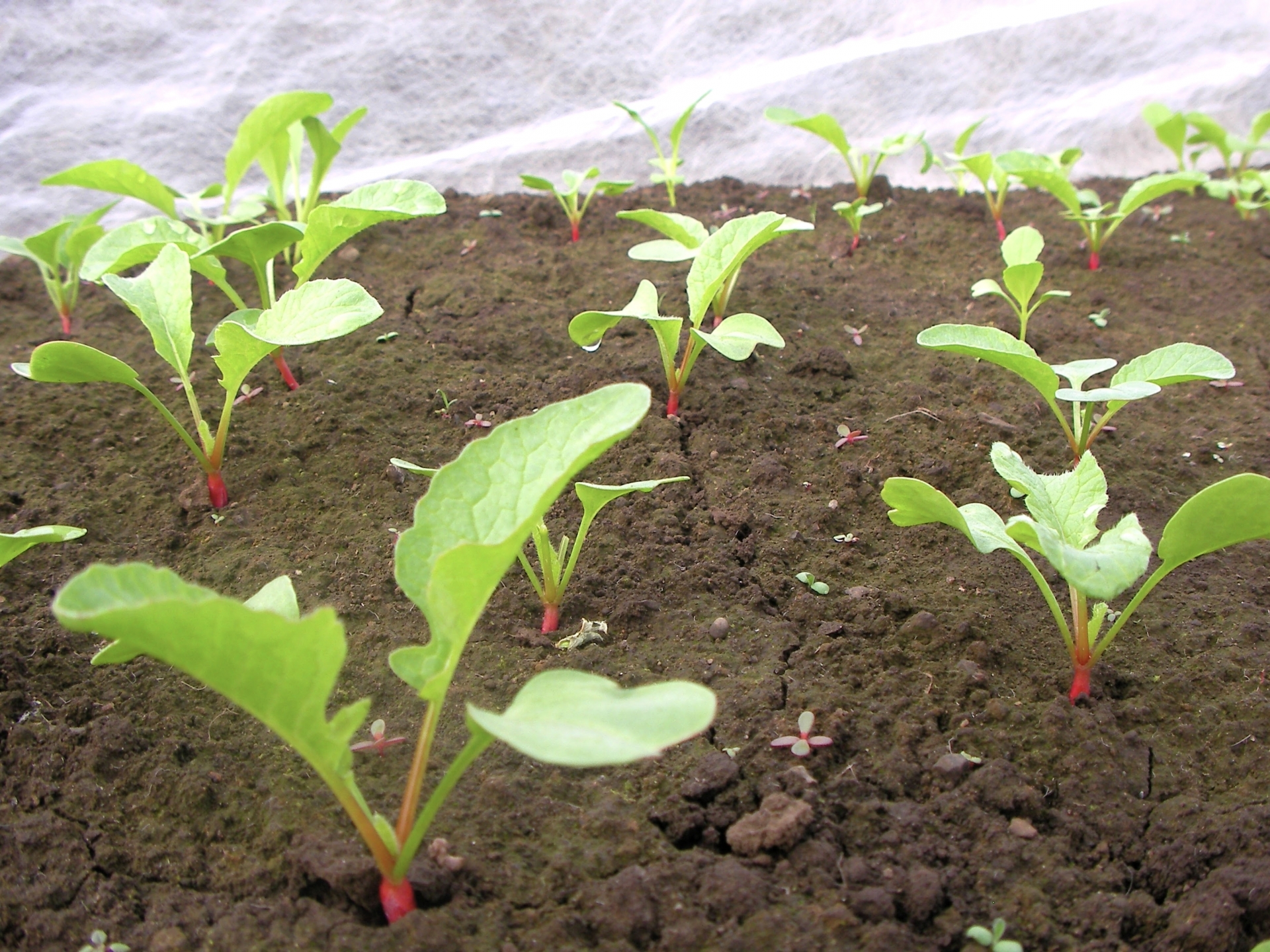 ラディッシュが植わっている様子