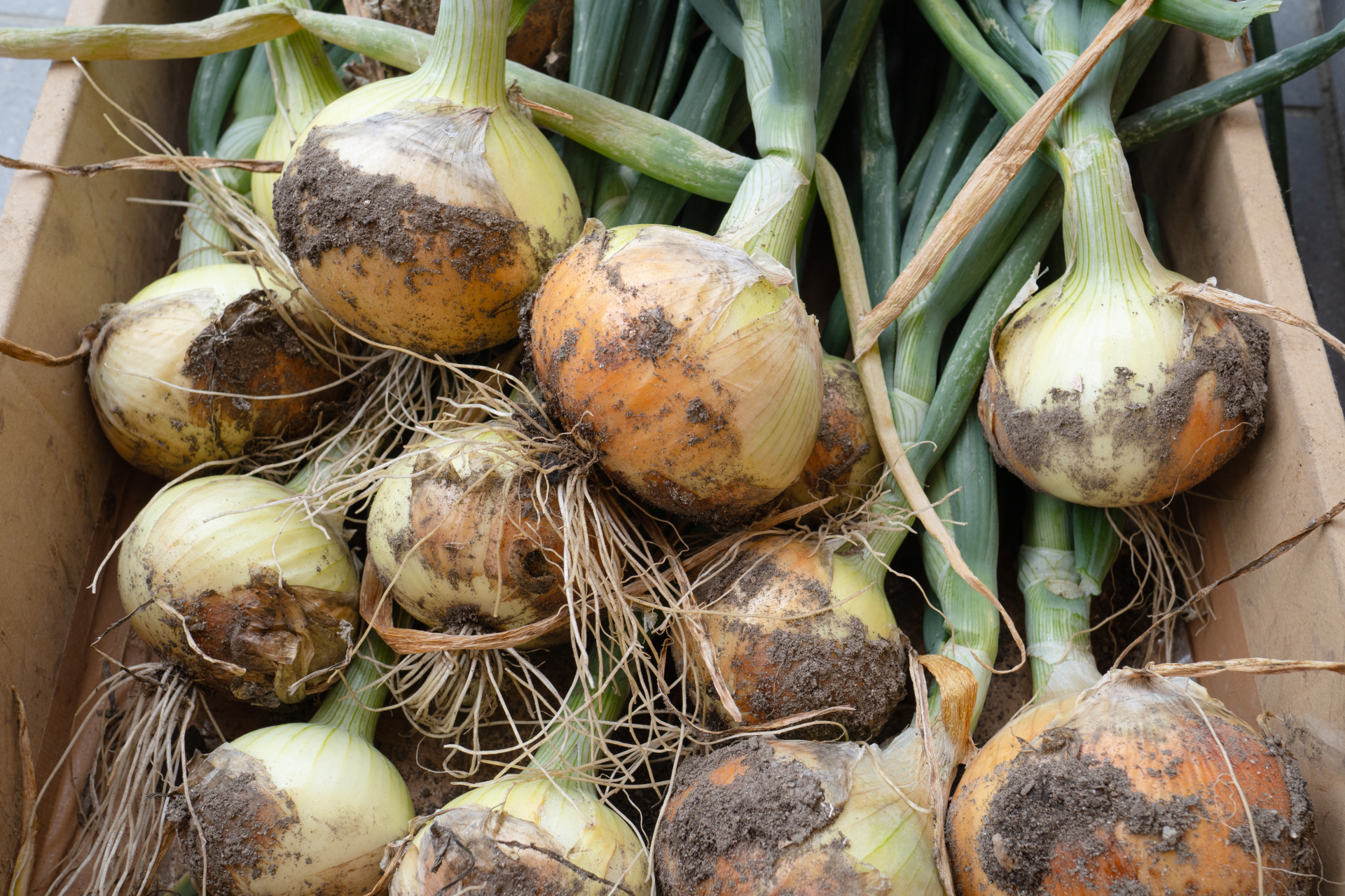収穫が楽しみな玉ねぎ